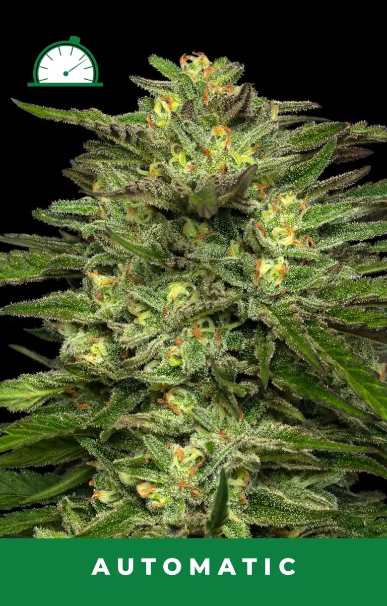 Dream Queen Auto