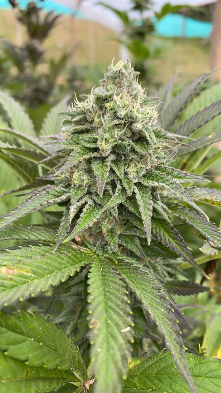 Dream Sherbet Auto