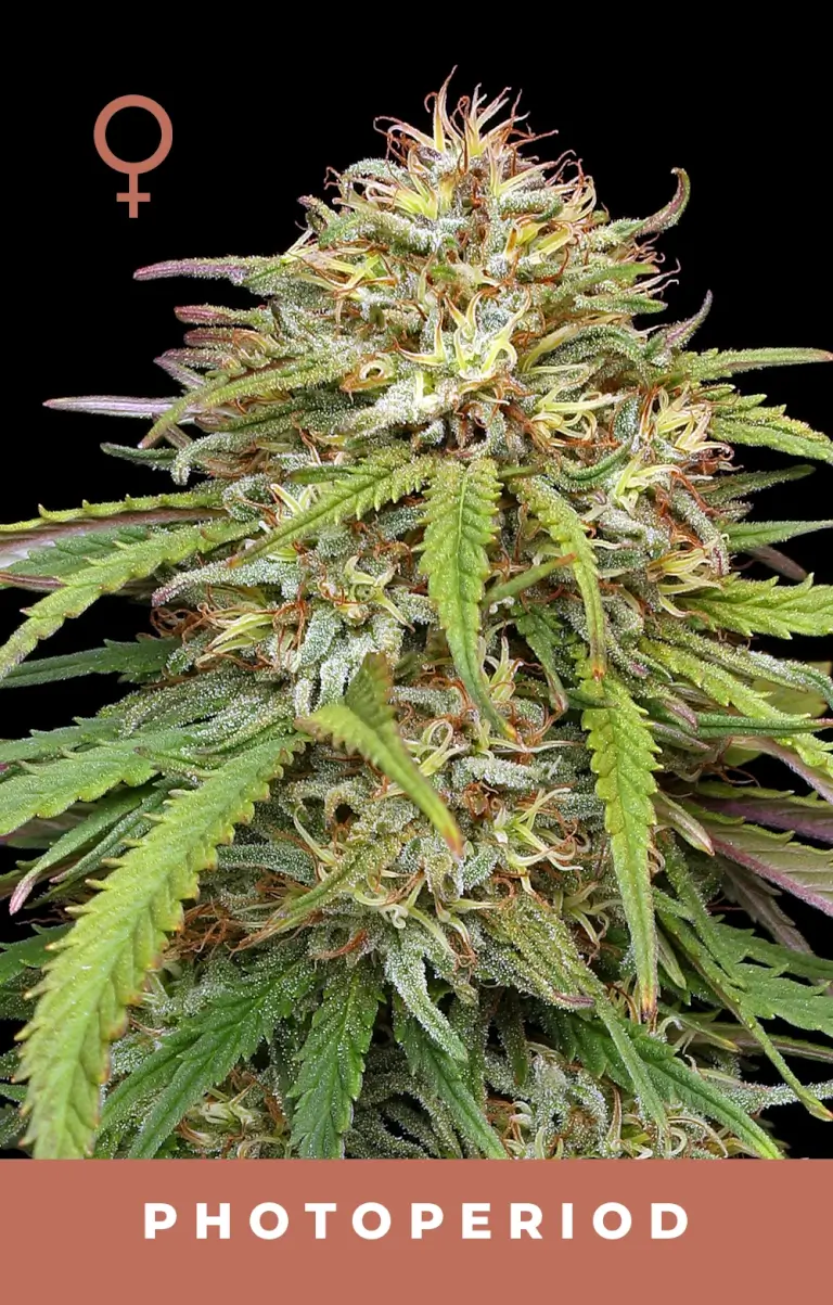 Ed Rosenthal's Super High Life