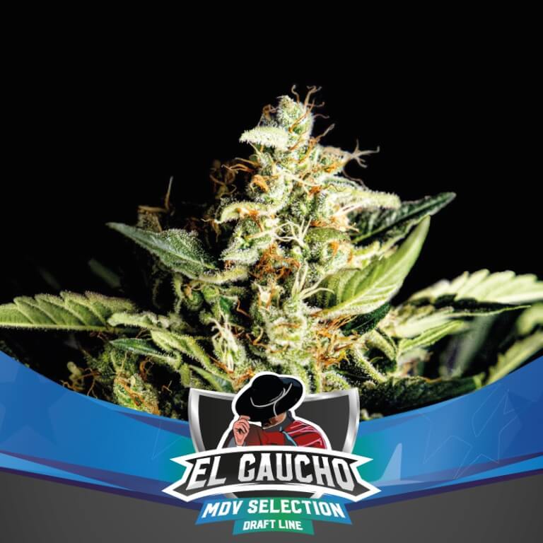 El Gaucho Fast Flowering