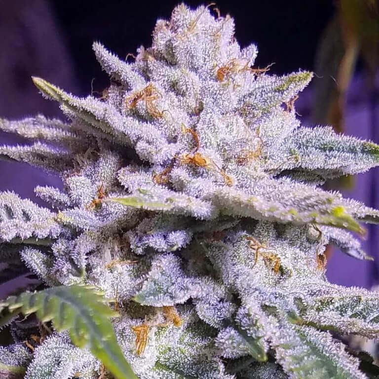 Ethos Cookies R2