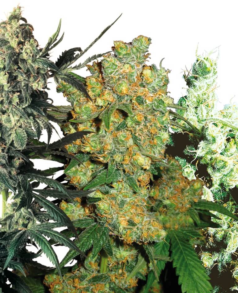 Feminized Mix