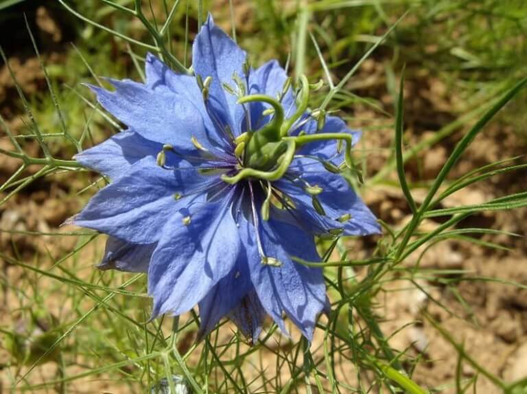 Nigelle de Damas Bio - Les Refardes