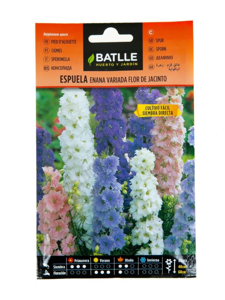 Hyazinthe Blume