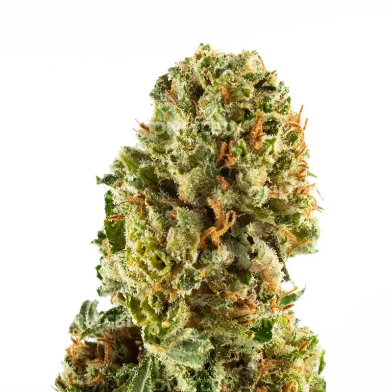 CBD Banana Smash Flowers Greenhouse by Only CBD