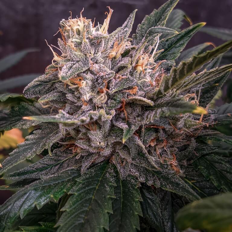 Forgotten Cookies Auto