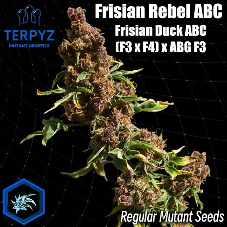 Frisian Rebel ABC