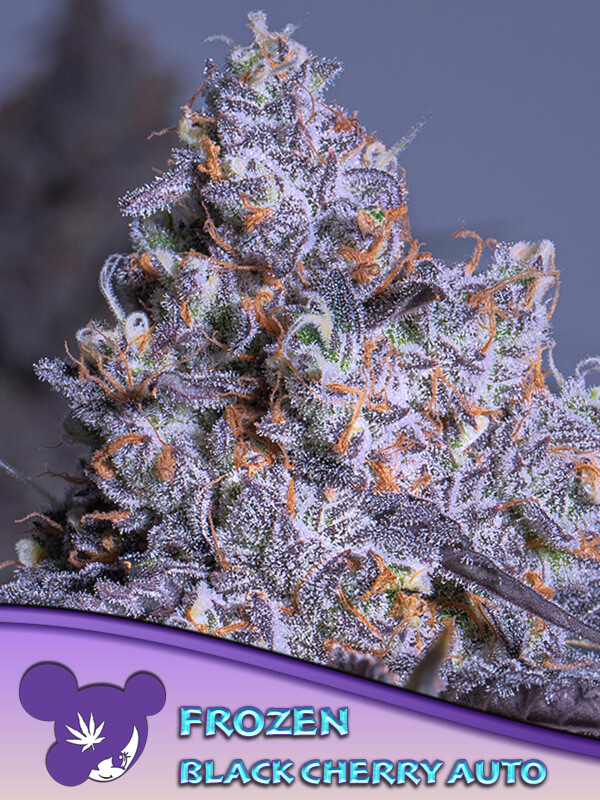 Frozen Black Cherry Auto