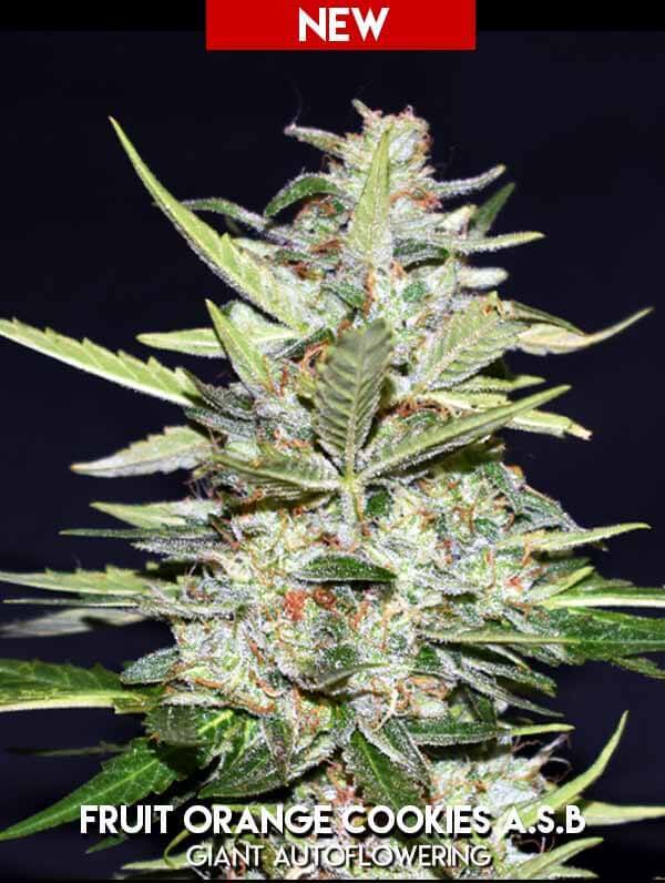 Fruit Orange Cookies ASB