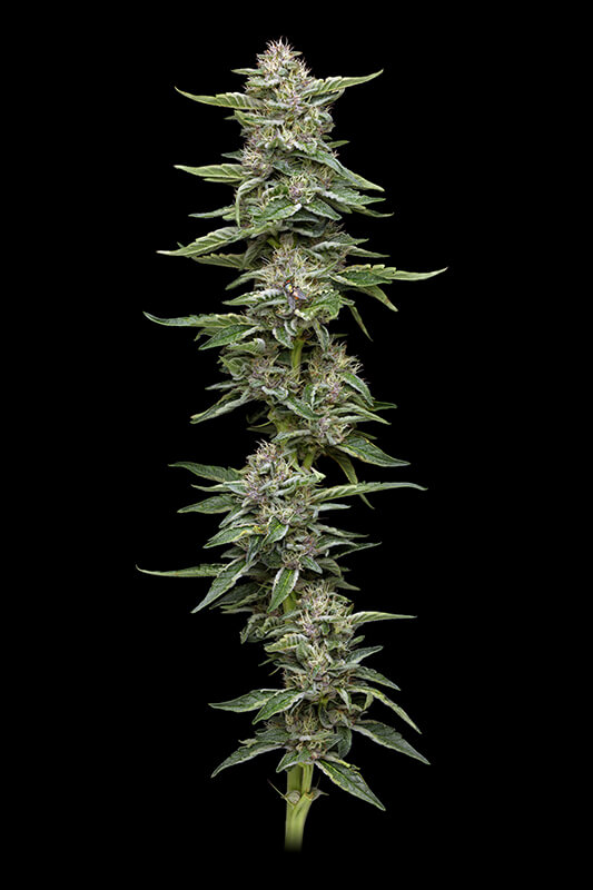 Garlic Budder
