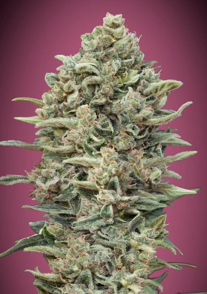 Gelato #33 Fast