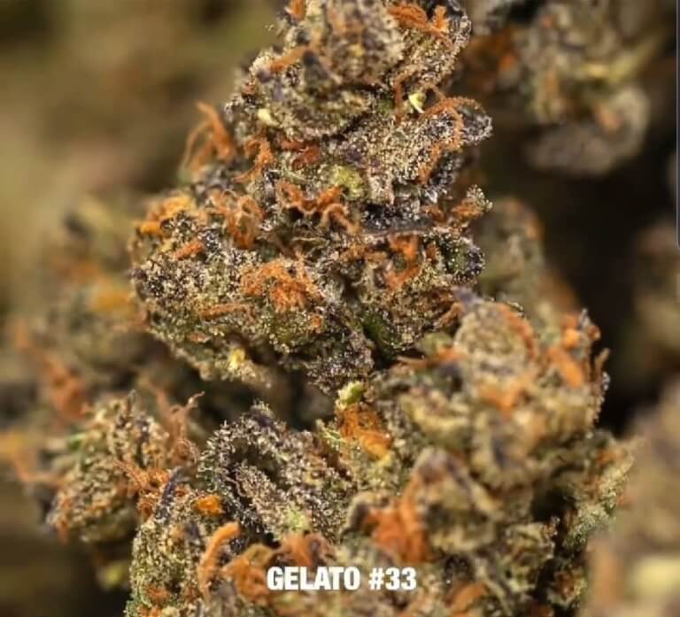 Strain Review Fresh Bros