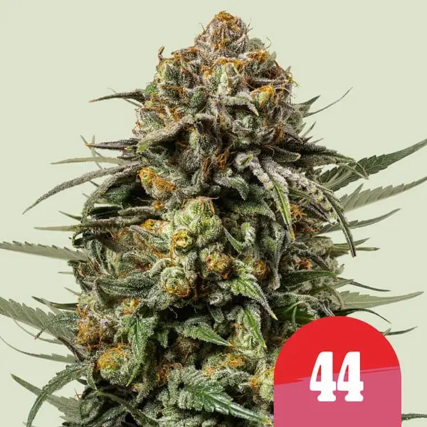 Gelato #44 - Tyson 2.0
