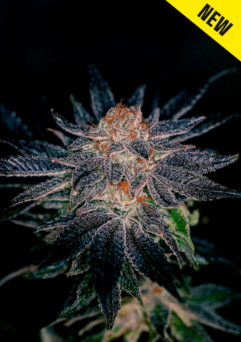 Gelato #47