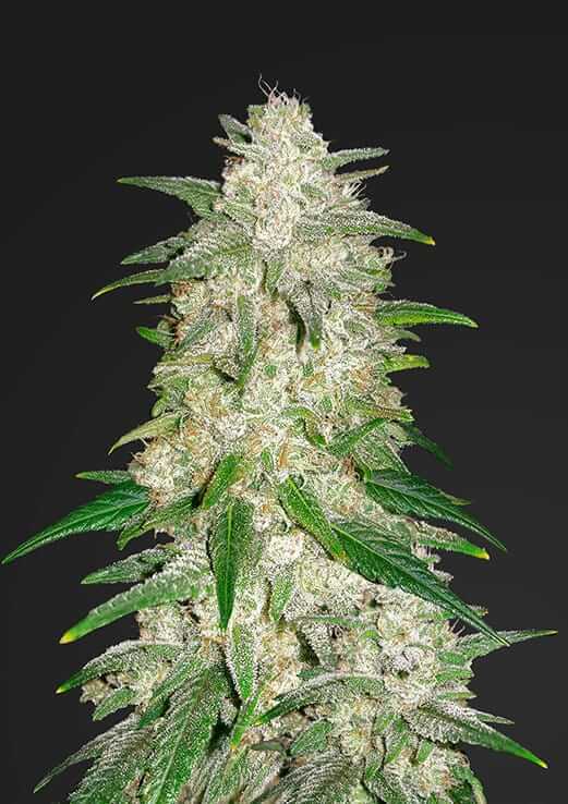 Gelato Auto