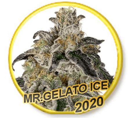 Mr. Gelato Ice