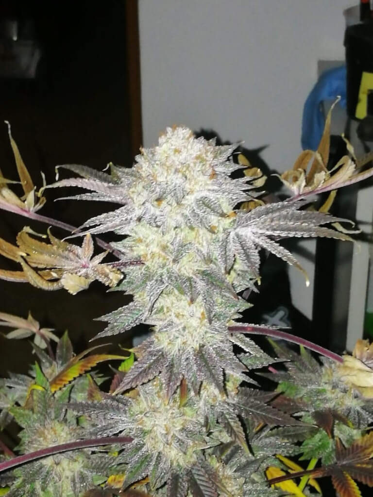 The 8 Great Gelato Seeds Genetics Pages On Facebook