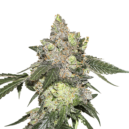 Girl Scout Cookies