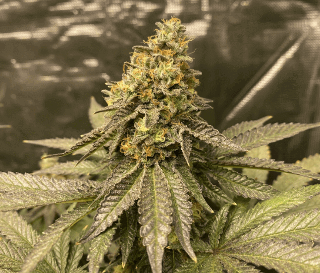 Girl Scout Cookies Auto