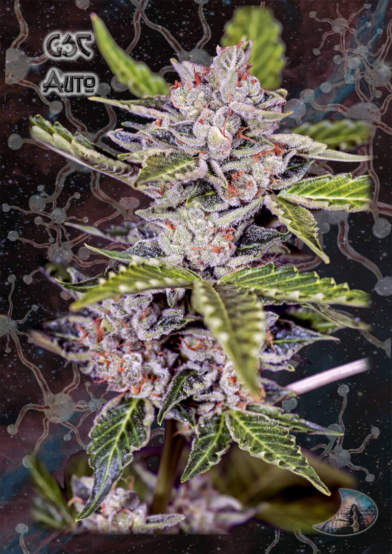Girl Scout Cookies Auto
