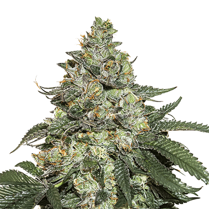 Girl Scout Cookies Auto