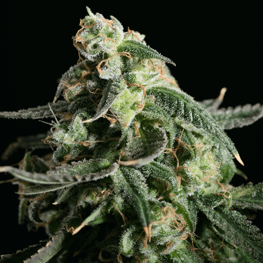 Girl Scout Cookies