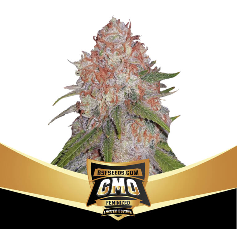 GMO