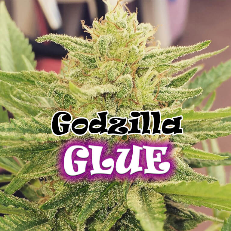 Godzilla Glue