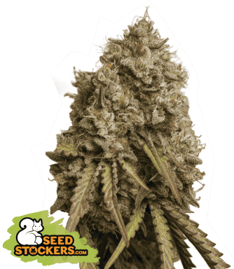 Gorilla Cookies