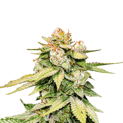 Sale of feminised auto-flowering cannabis seed Seed Stockers Gorilla Glue  Autofl