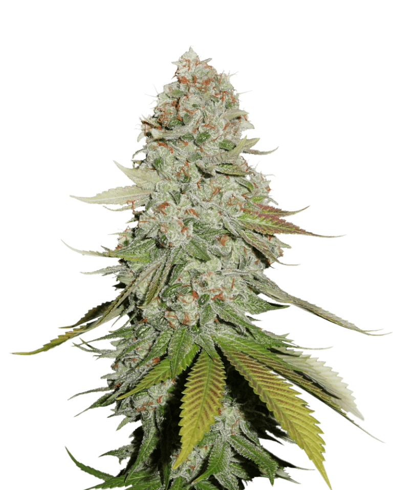 GG #4