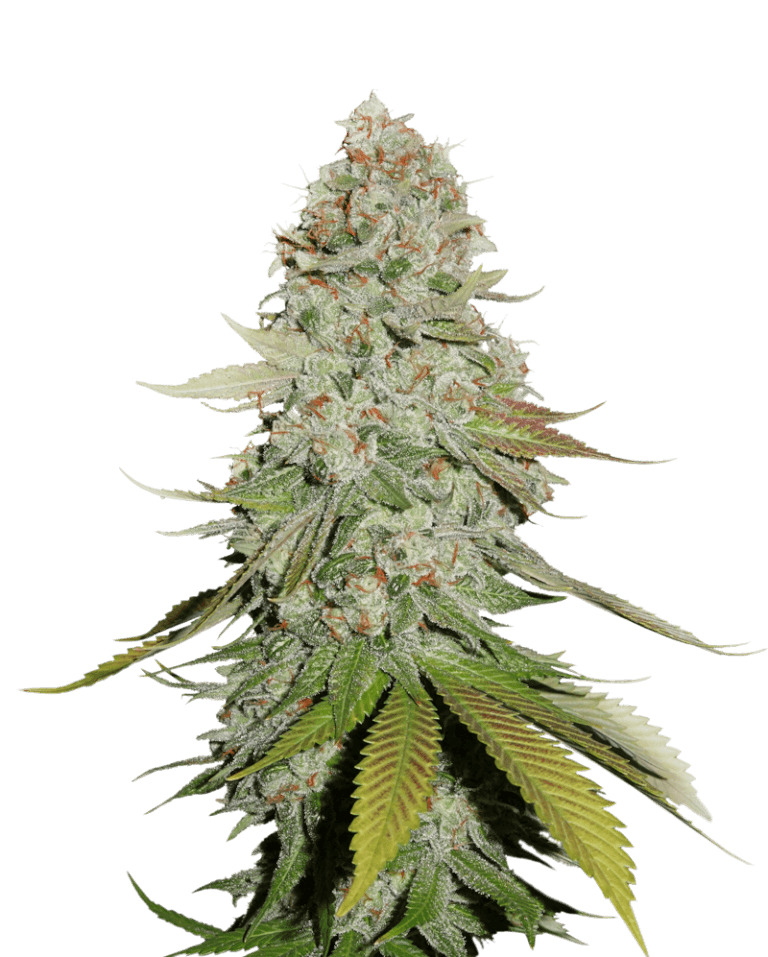 Sale of feminised auto-flowering cannabis seed Seed Stockers Gorilla Glue  Autofl