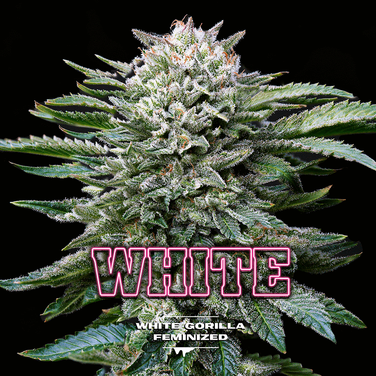 Gorilla Kingdom White