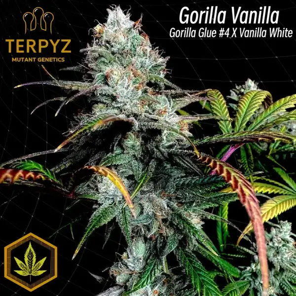 Gorilla Vanilla