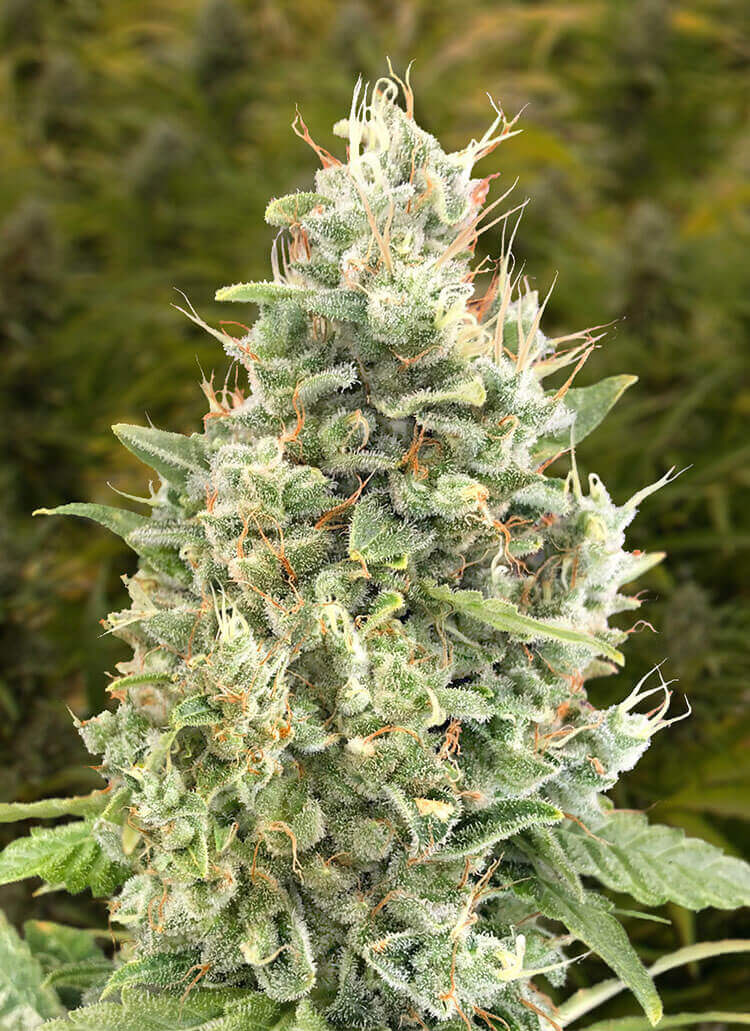 Gorilla Zkittlez Auto