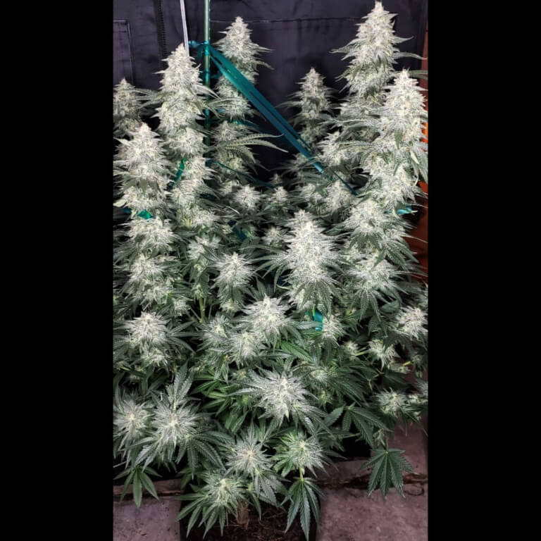 Photo by Ruckbucket on Growdiaries