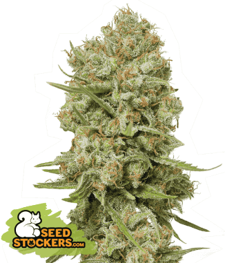 Green Crack