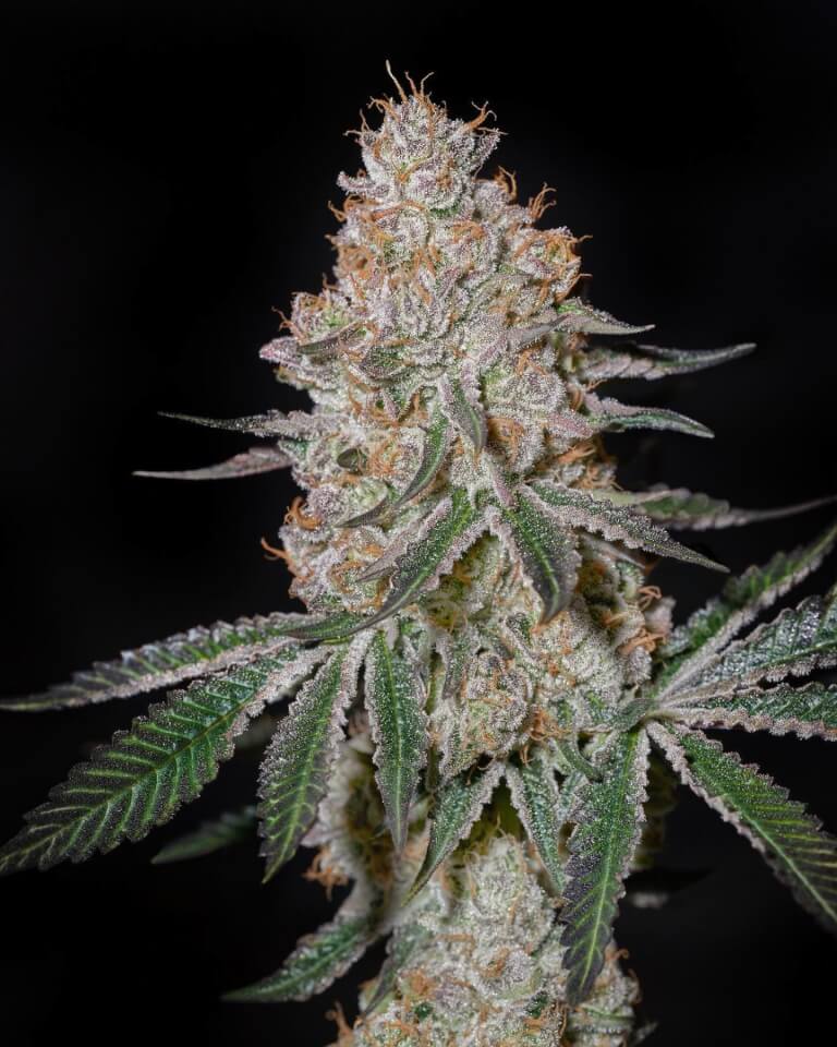 Lemonnade Dispensary : Marijuana Dispensary Van Nuys CA