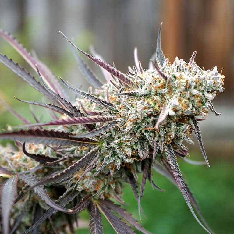 Grow guide for life-changing feminized Ice Cream Cake seed marijuana