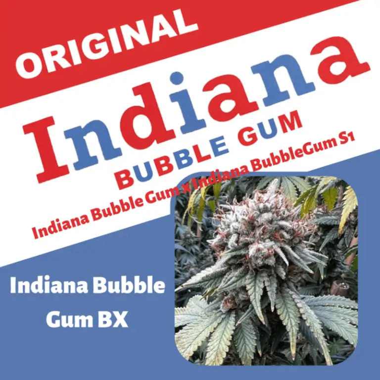 Indiana Bubble Gum BX