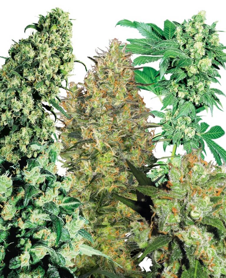 Indoor MIX