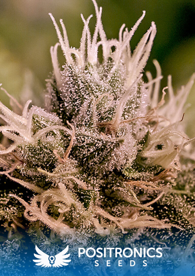 Jack Diesel Express