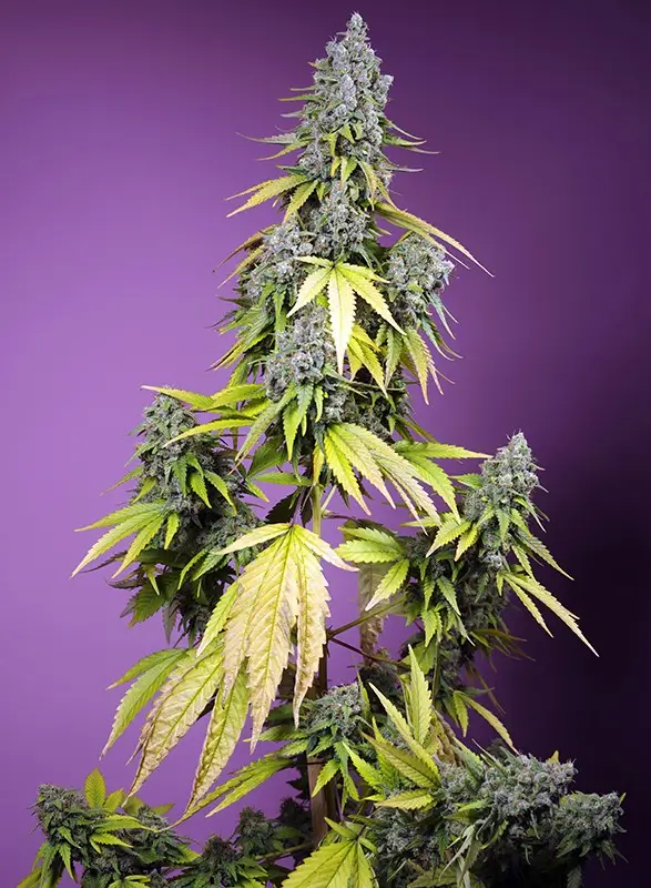 Jet Fuel Mandarine XL  Auto