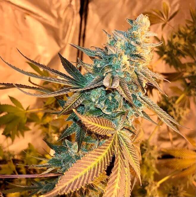 Jilly Bean Bubblegum