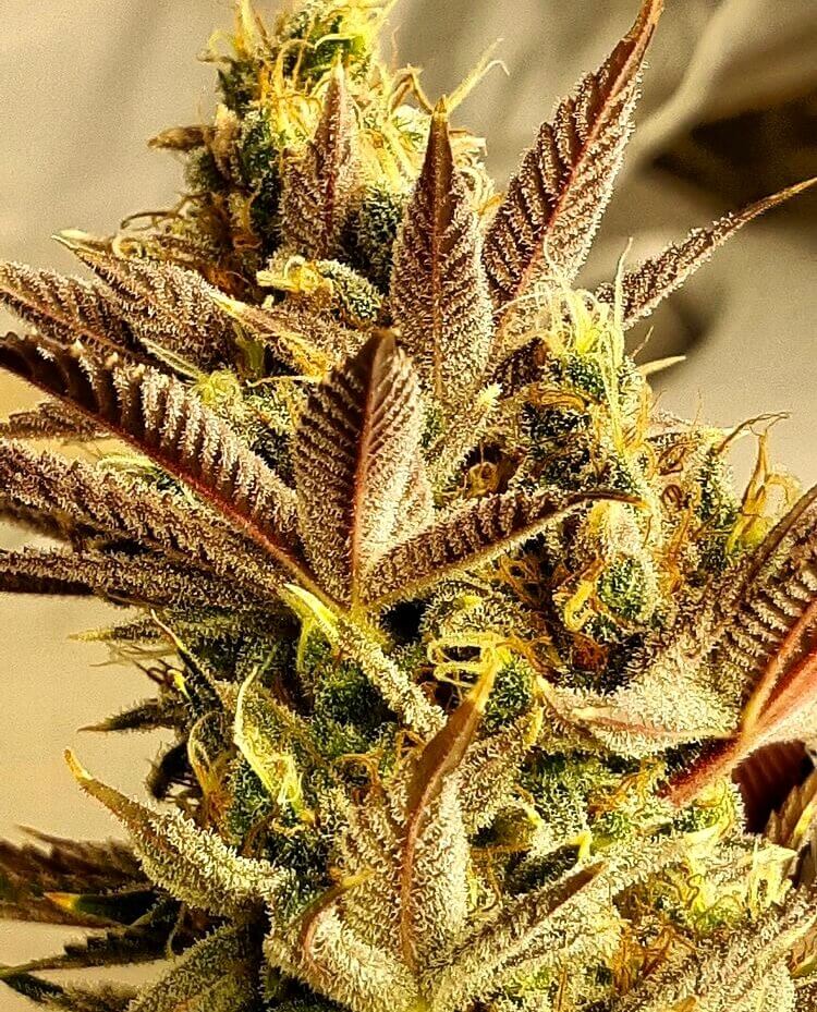 Jilly Bean Lime