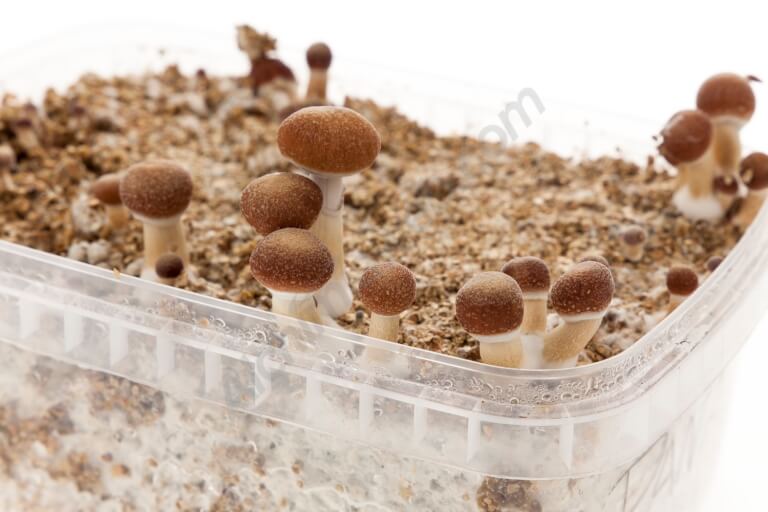 Pan-American mushroom growing kit - Setnatur