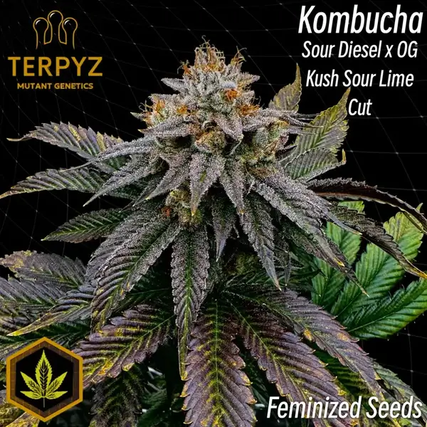 Kombucha