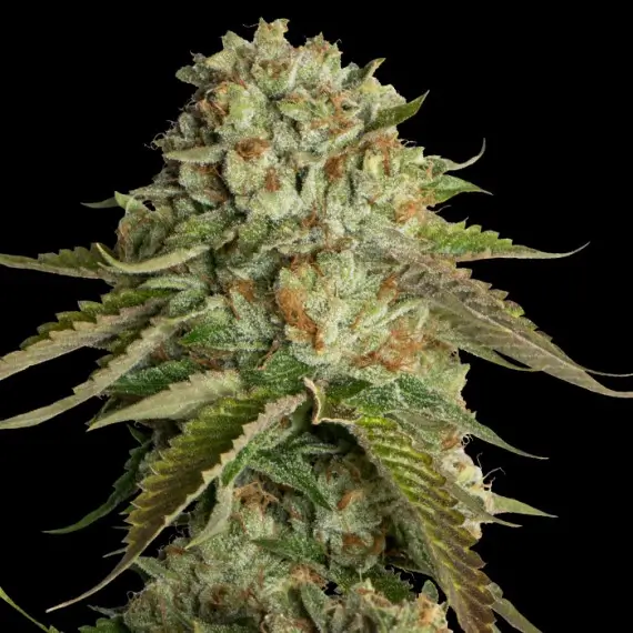 Kosher Kush