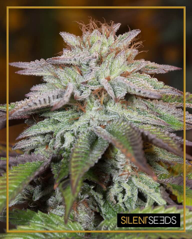 L.A. Vanilla Cake Auto