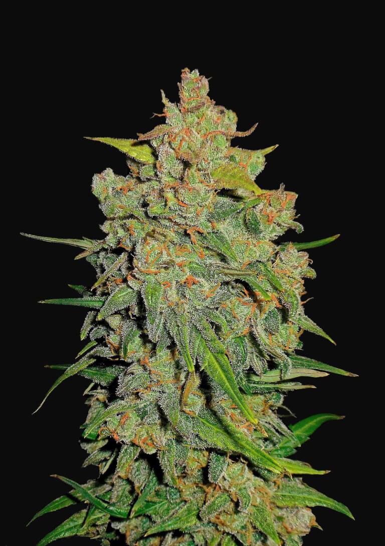 Lemon AK Auto